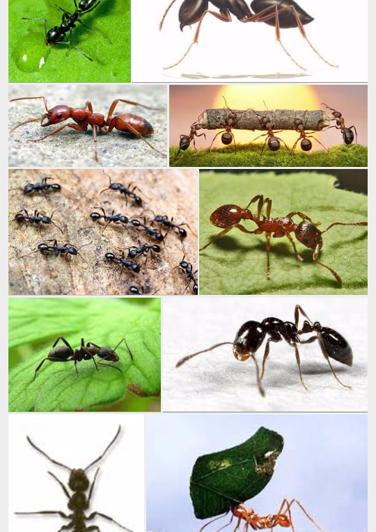 karıncalardan kurtulma